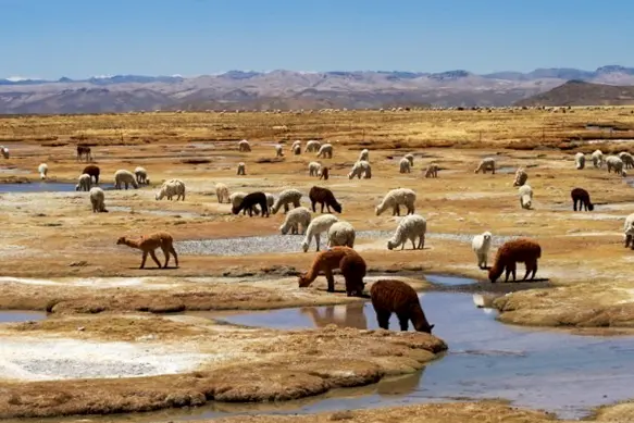 Camelids grazing on a highland plain